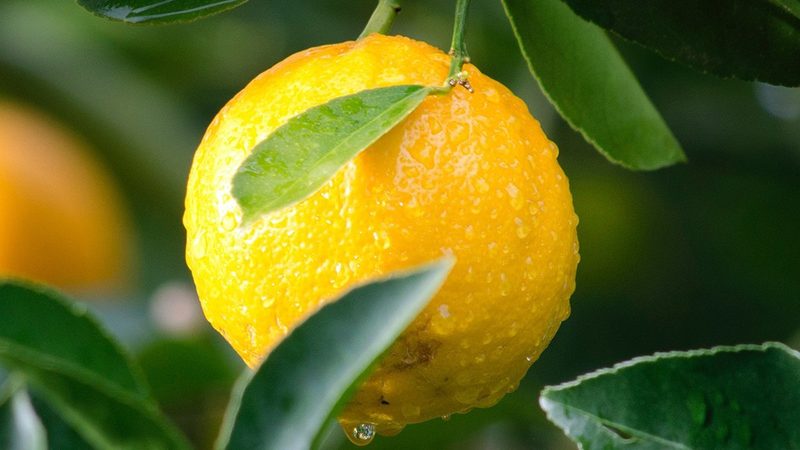 CDMO工艺流程分类解析：揭秘生物医药生产的秘密武器