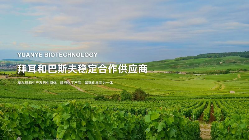 抗体纯化服务：如何从技术细节中挑选最佳方案